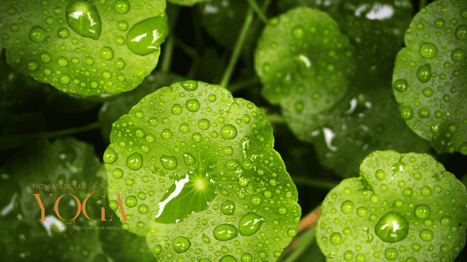 Gaëlla – the Call of the Waters